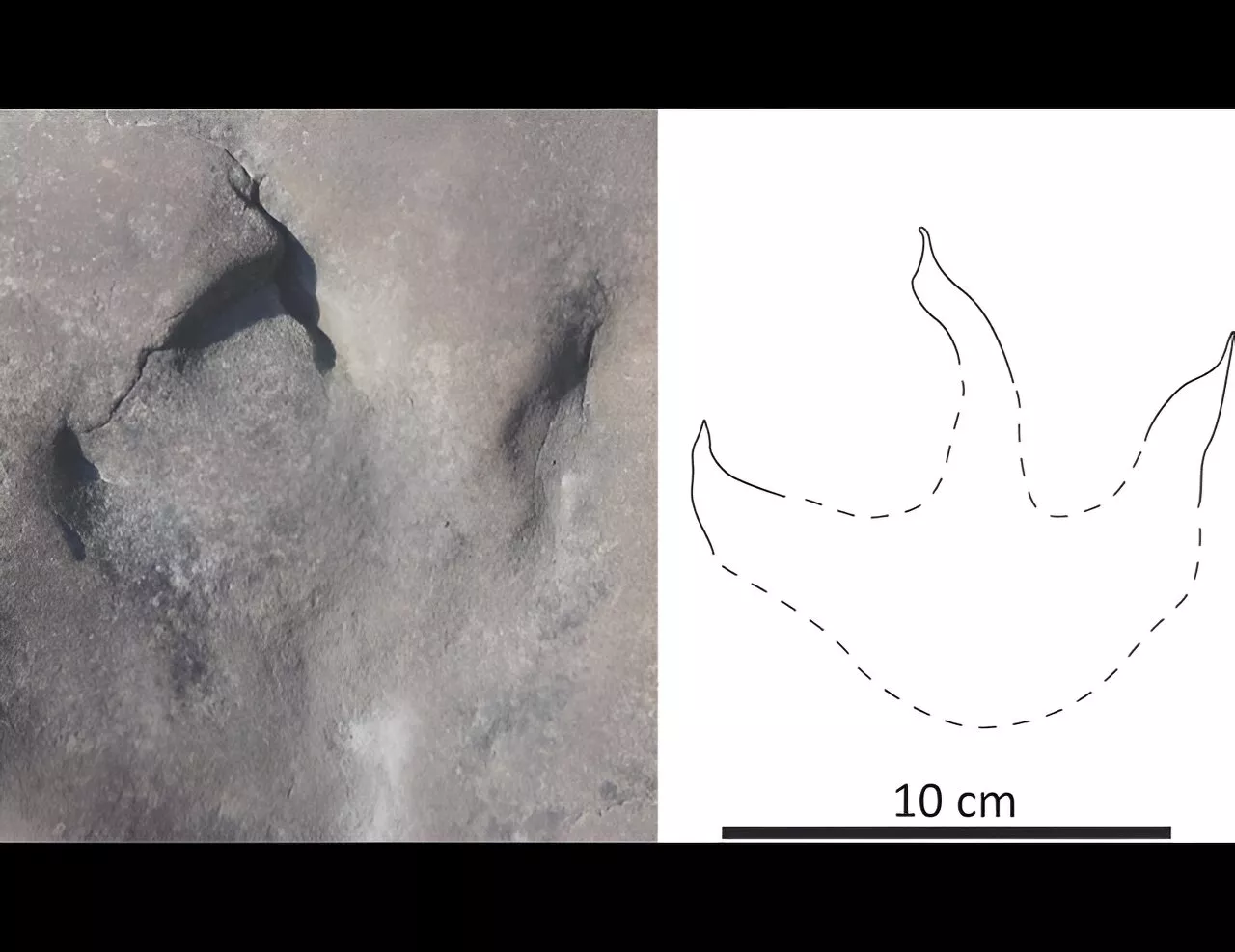 Alaska dinosaur tracks reveal a lush, wet environment