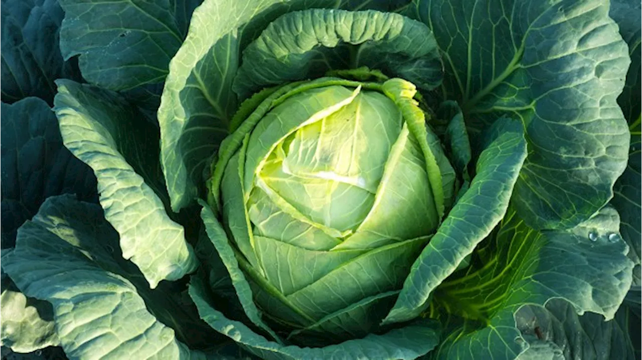 How Humble Cabbage Became a Culinary Darling at Fancy Restaurants