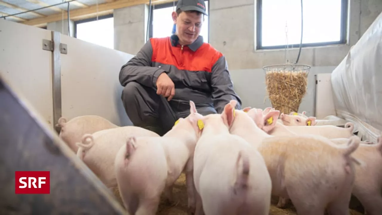 Dieser Luzerner Schweinestall soll Schule machen - Regionaljournal Zentralschweiz