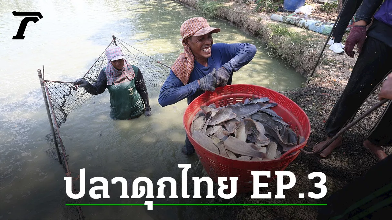 ปลาดุกไทย EP.3 เกษตรกรถูกกดราคา กับปัญหาไม่คุ้มทุน