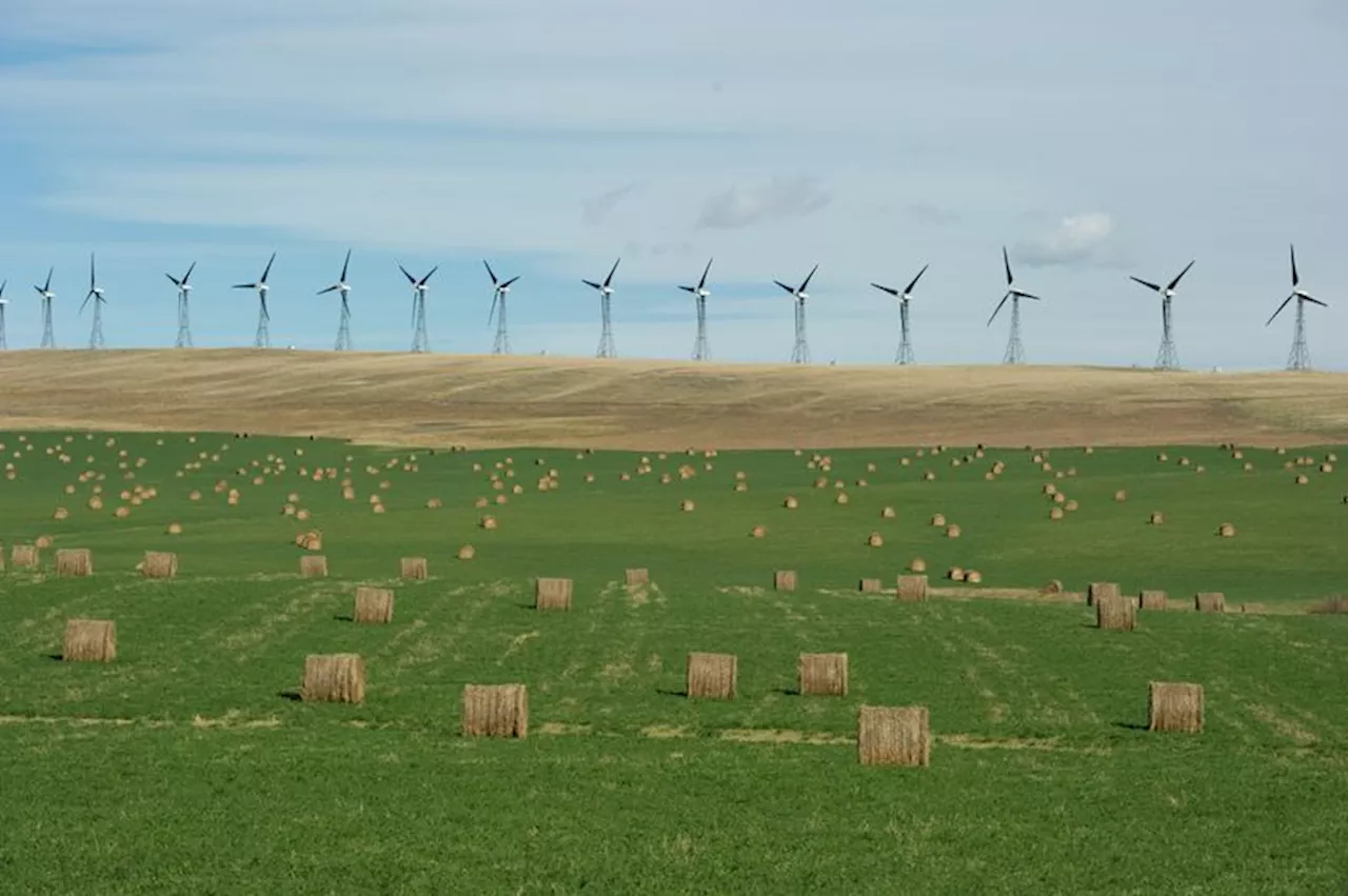 Alberta's ban on renewables could hurt C$11 billion in investments, study says