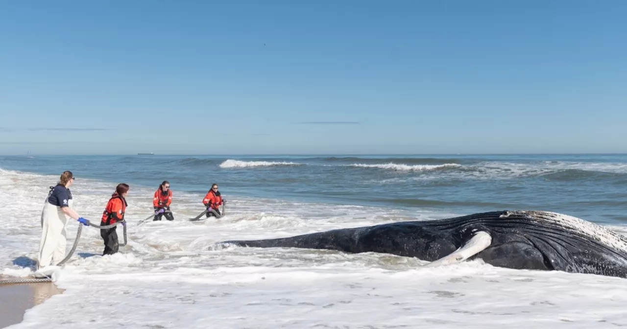 How did 4 whales get beached along the East Coast in the same week?