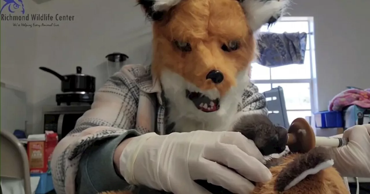 Virginia wildlife center staff dress as fox to care for orphaned kit