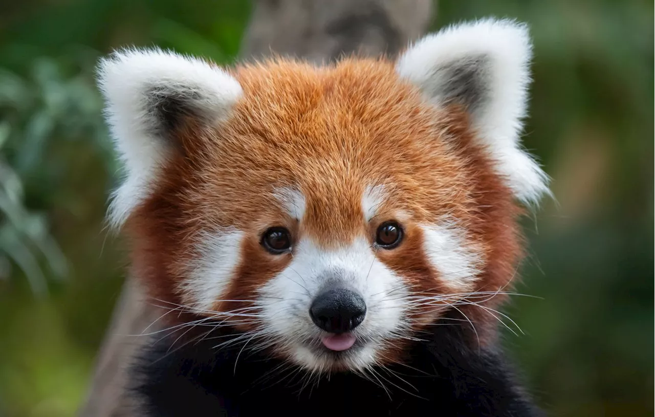 Lyon : La femelle panda roux du zoo du parc de la Tête d’Or est morte