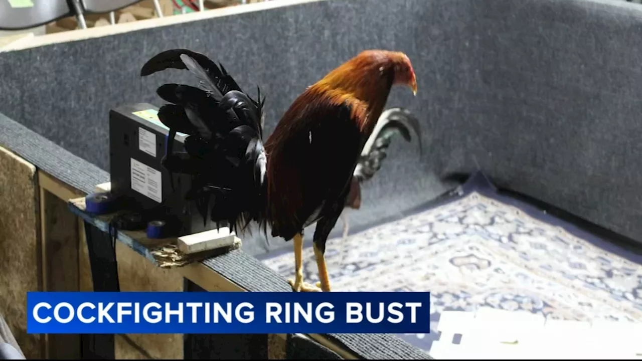 50 roosters seized in alleged cockfighting operation in South Jersey