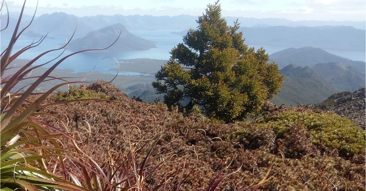 Body found in search for missing hiker in Tasmanian national park