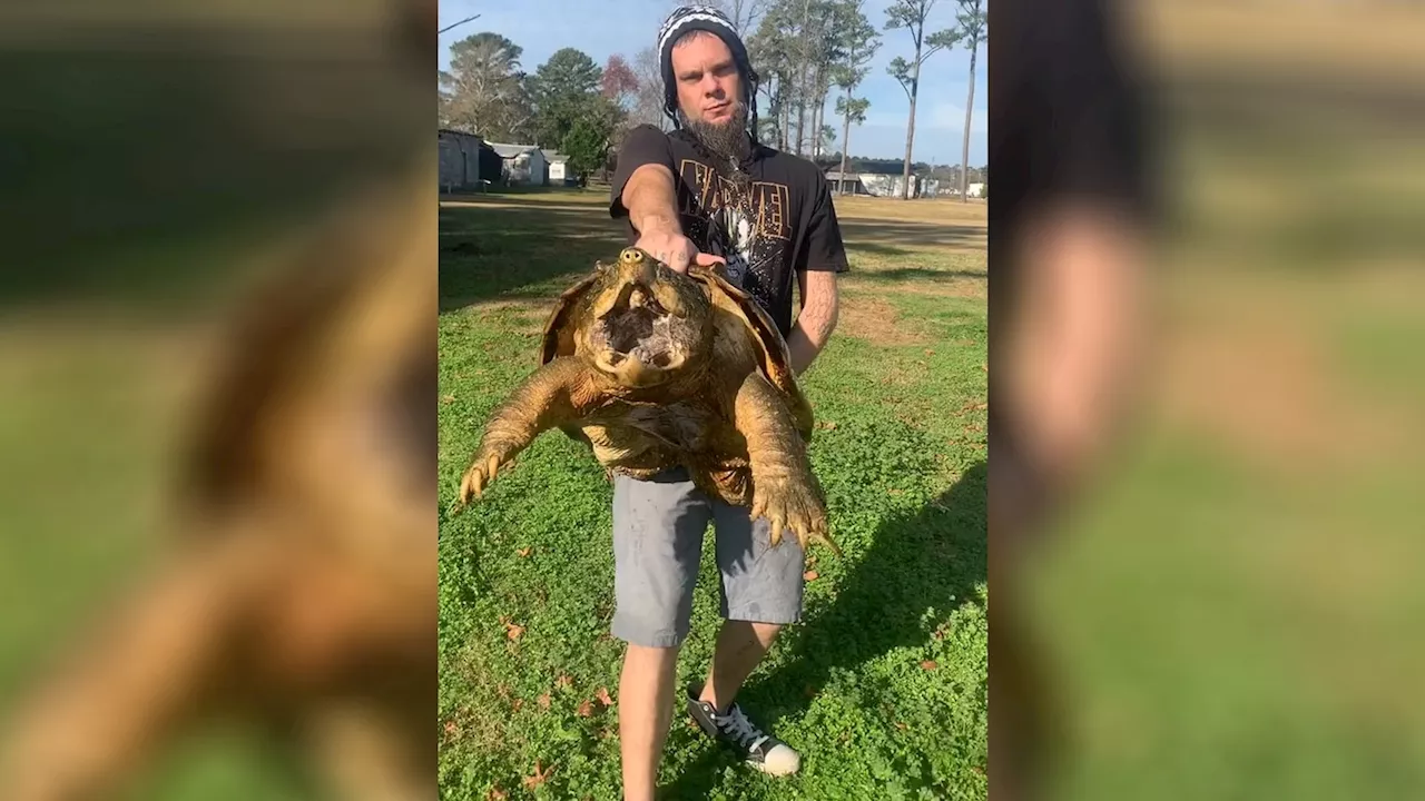 100-year-old giant snapping alligator turtle disappears on North Carolina highway to reptile expo