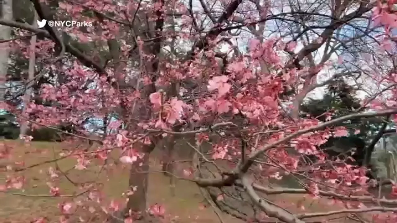 Sign of the season in Central Park as cherry blossom trees begin to bloom