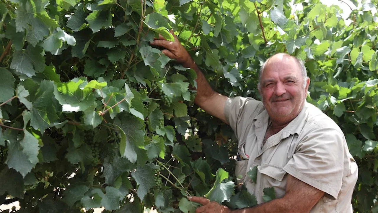 China wine reprieve too late to help Riverland and Riverina growers as grape harvest ends