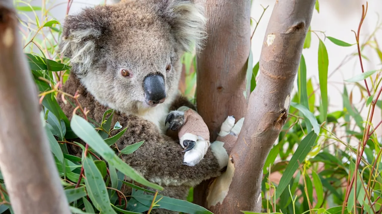 Climate change is forcing massive changes to how Australia protects endangered animals and plants from extinction