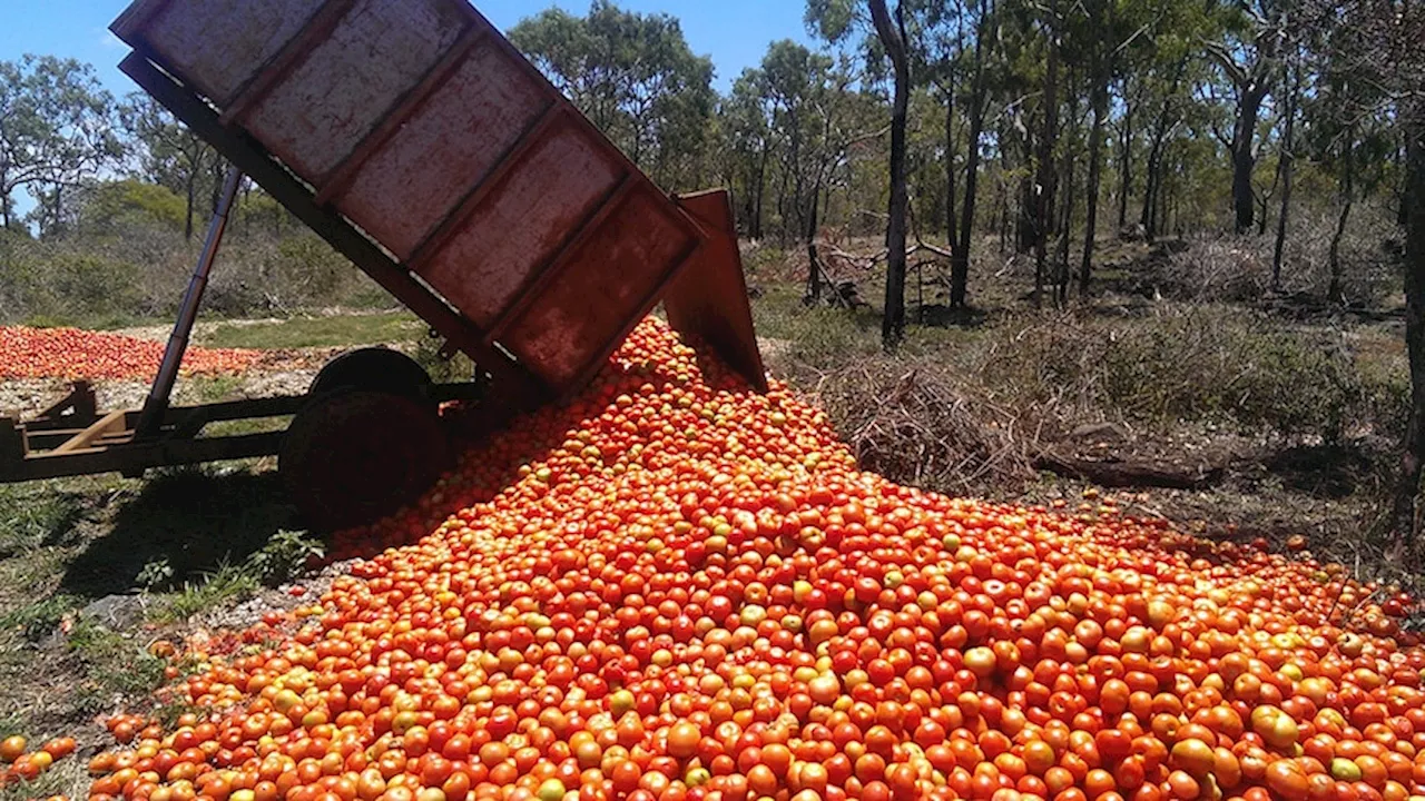 Farmers and Supermarkets Power Imbalance Causes Food Oversupply and Waste