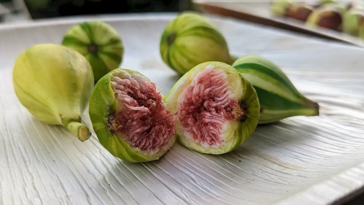 Fig prices drop amid strong season in South Australia's Riverland