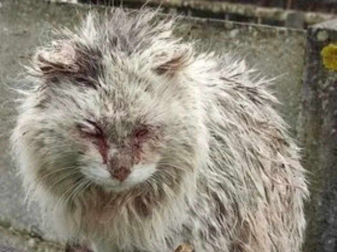 Maltraitance animale en Loire-Atlantique : un chat blessé et violenté | L'Éclaireur de Châteaubriant