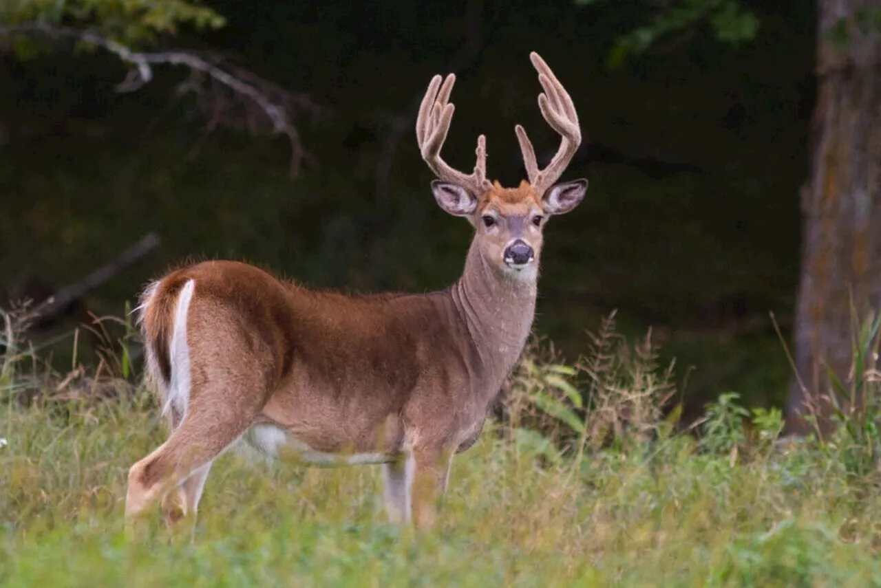 Pourquoi il y a trop de cerfs dans le Jura selon la Chambre régionale des comptes