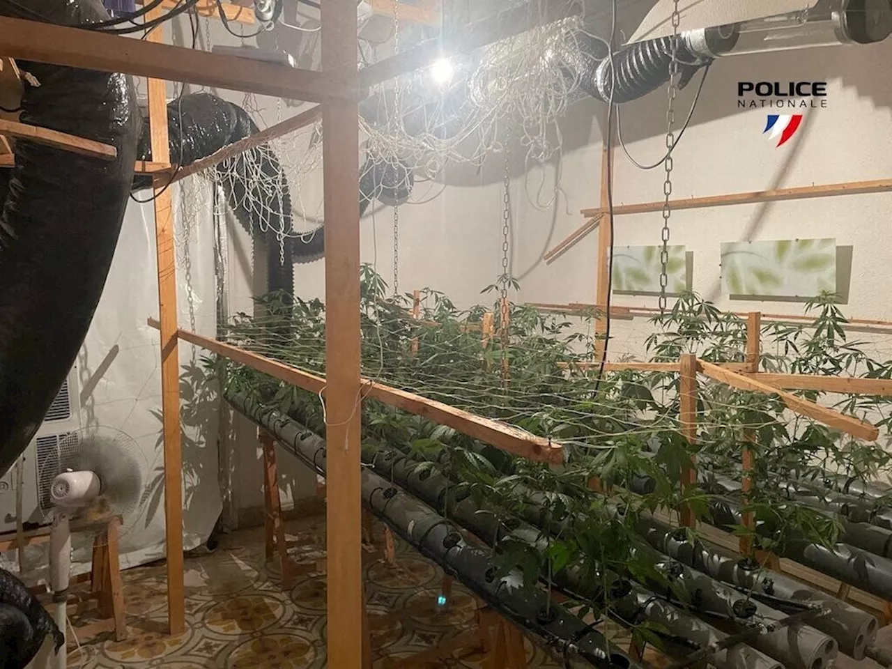 Près de Dinan : il cultivait du cannabis en pleine campagne pour alimenter un trafic à Rennes