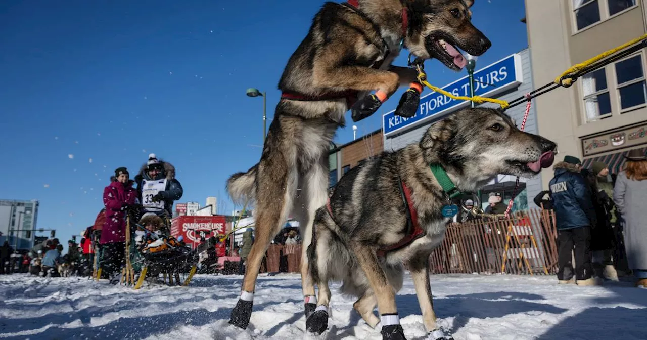 Snowmachine driver strikes dog in Iditarod team between checkpoints