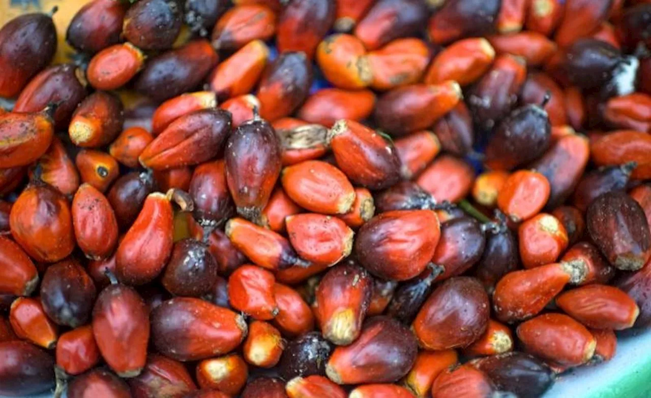 West African countries not producing enough palm oil, says ECOWAS official