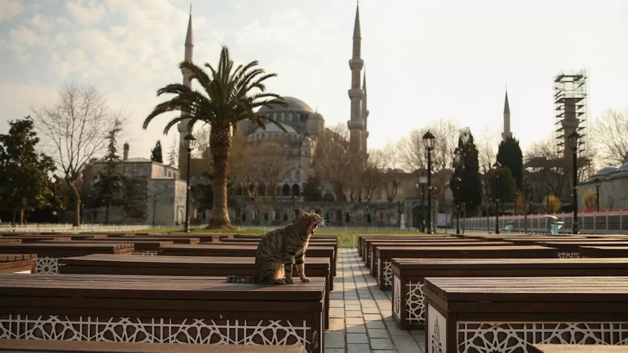 Getötete Katze namens Eros bewegt Türkei