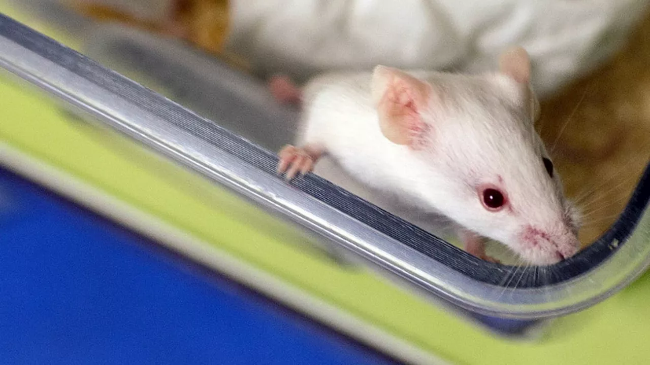 Un jeune homme jugé pour avoir mâché une souris vivante lors d'une soirée étudiante