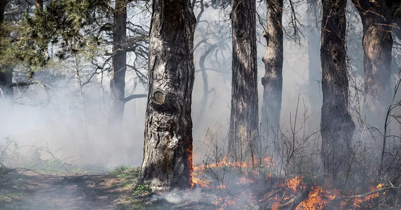 High Park in Toronto is about to be lit on fire