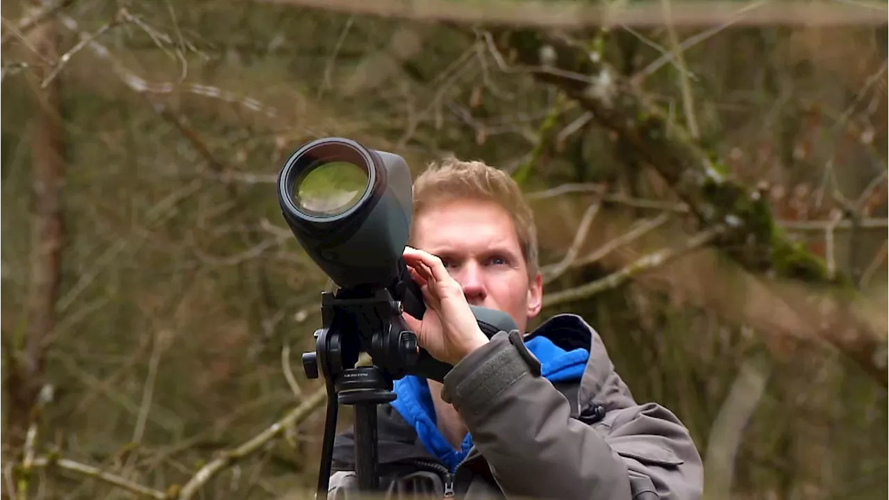 'High Season' für Wanderfalken - LBV schützt Brutfelsen