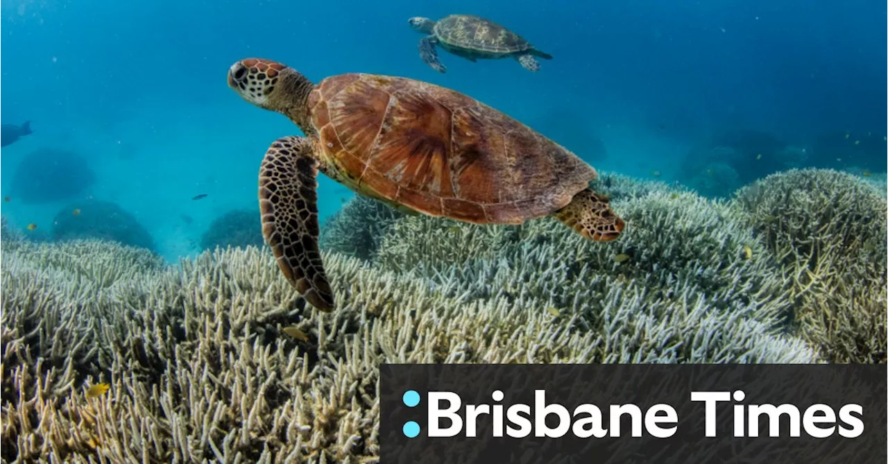 The photos that show nothing so far has saved the Great Barrier Reef