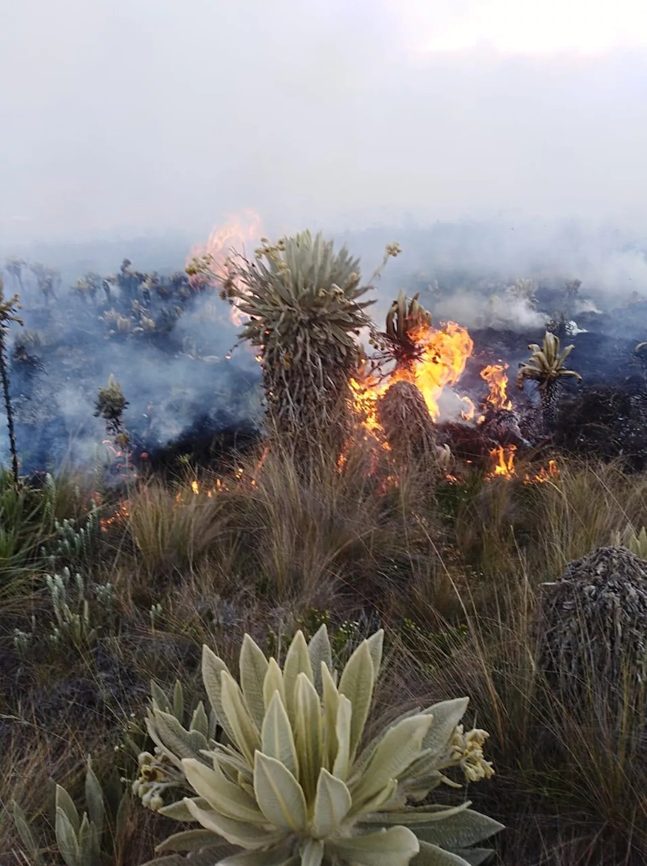 Con apoyo aéreo intentarán apagar incendio forestal en los Valles de Normandía en Tolima