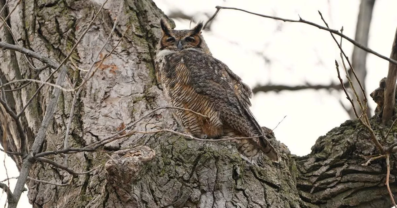 Lincoln Park neighbors getting a hoot out of Chicago's famous great horned owls