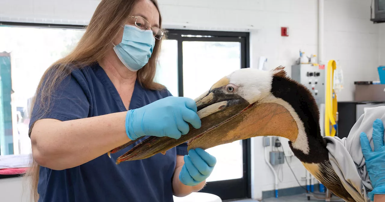 400 stitches needed to help brutally maimed pelican in San Pedro