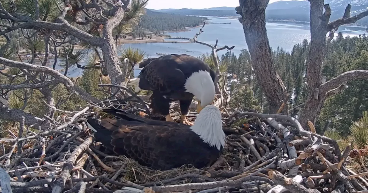 Bald Eagle Parents May Face Heartbreak as Eggs Unlikely to Hatch