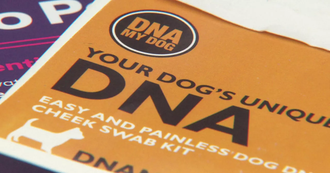 Pet DNA company sends back dog breed results from human sample a second time