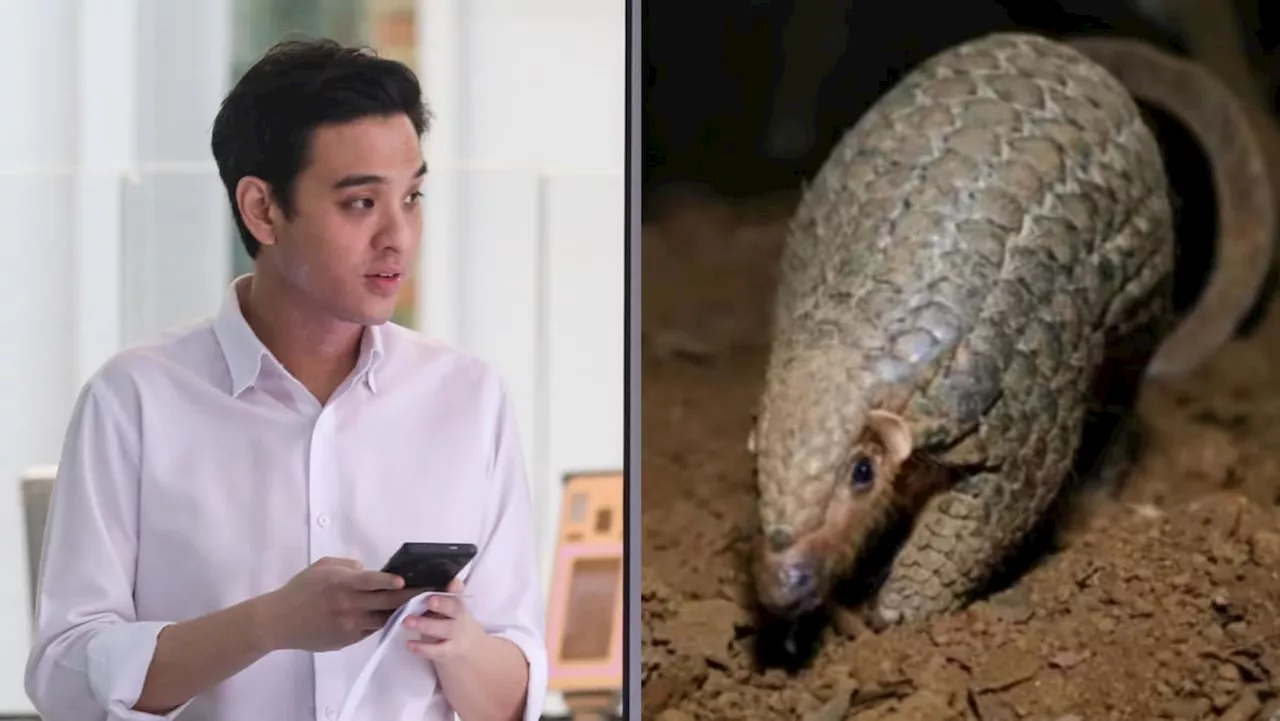 ‘I regretted it was real’: Man fined for reselling pregnant pangolin to undercover NParks officer