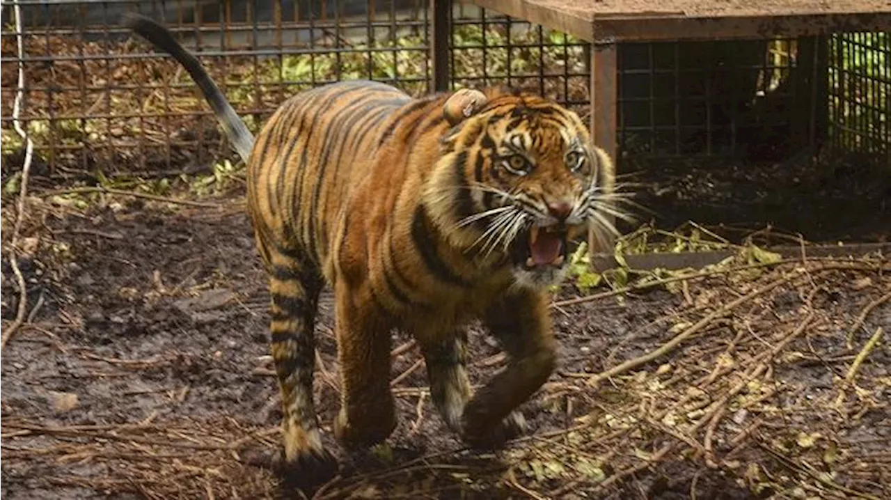 Kenapa Harimau Sumatera Serang Manusia?