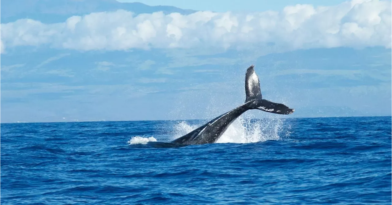 Current Bitcoin Bull Run Is Breeding Millionaire Whales Slower: Kaiko