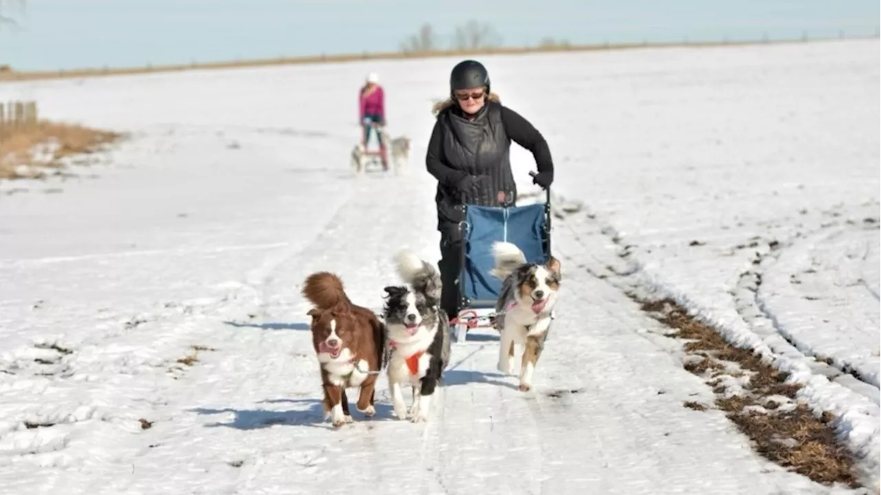 'Build a community': Alberta dog sledding group welcomes pooches of all breeds and speeds