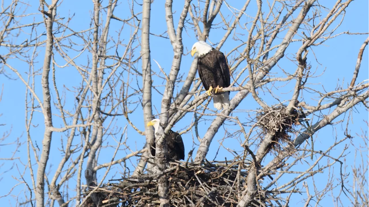 Toronto birder says city's first-ever bald eagle's nest is at risk