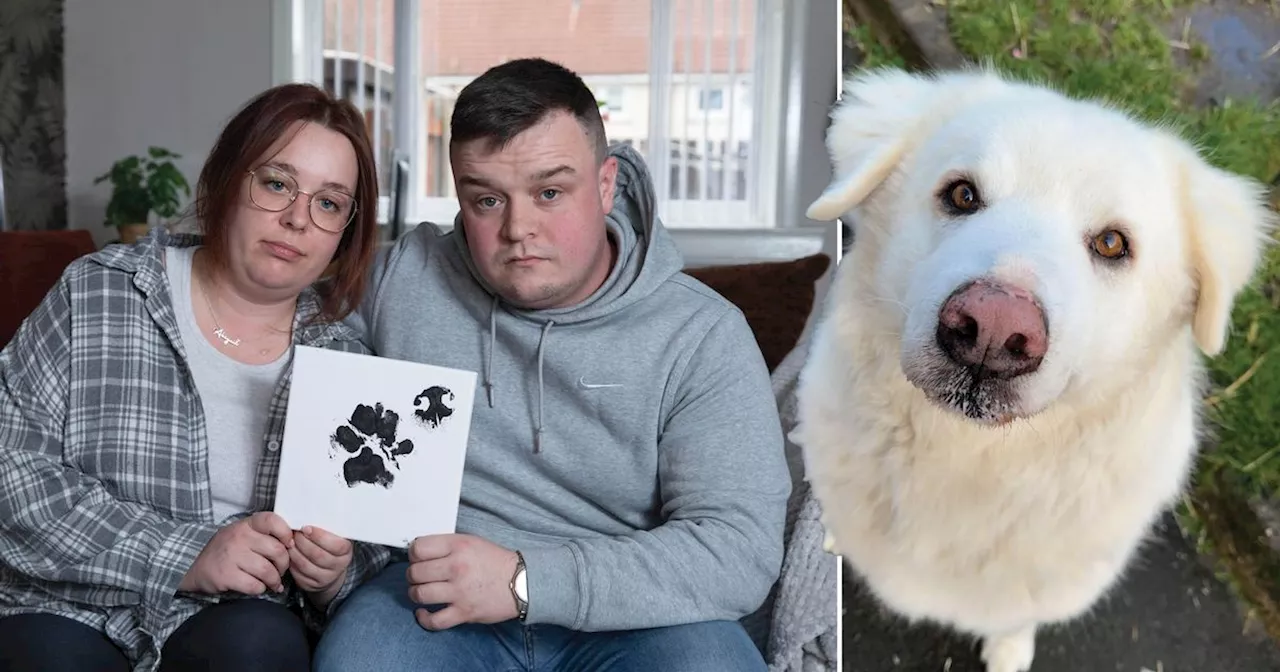 Ayrshire couple left in tears after vets offered to put dog to sleep in car park