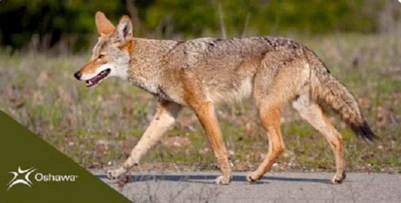 How to wildlife proof your property during coyote denning season