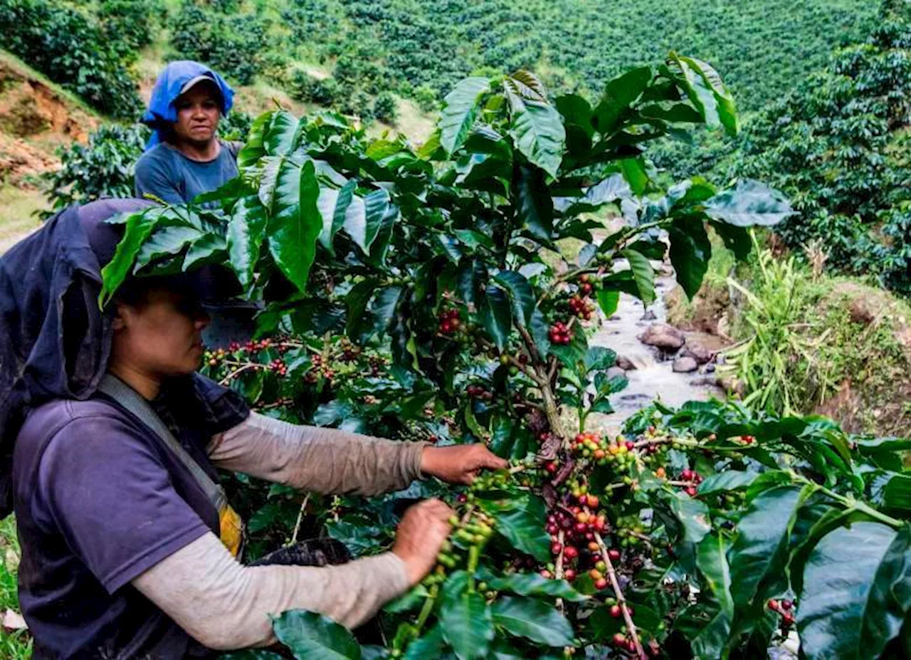 Gobierno anuncia $50.000 millones para apoyar a los caficultores en renovar 100.000 hectáreas del grano