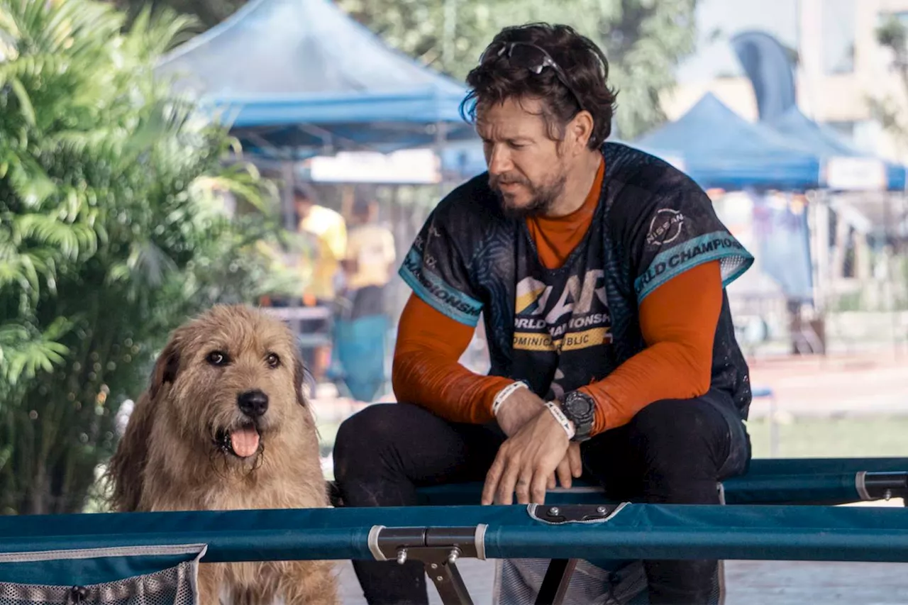 Mark Wahlberg is allergic to dogs despite wanting to adopt his King Arthur costar