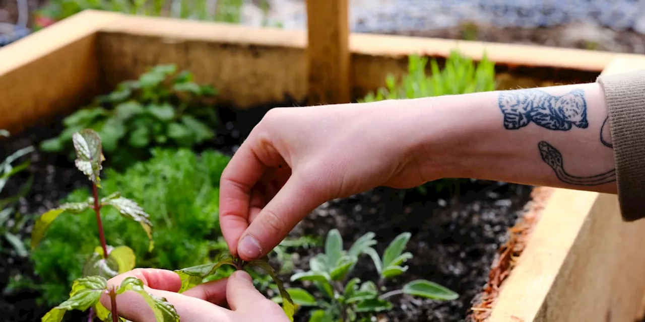 Vorsicht im Kräutergarten: So vermeiden Sie Pflanz-Pannen in Garten und Hochbeet