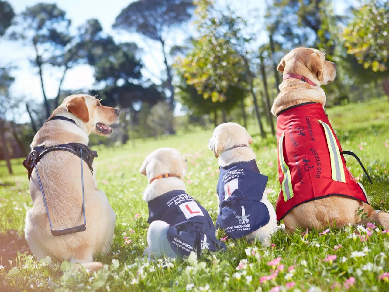 Army Veteran Christy Gardner Trains Service Dogs To Heal And Inspire