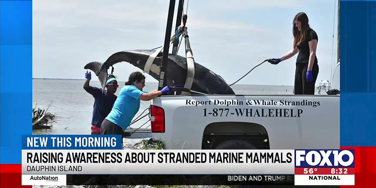 Local researchers responding to rise of marine mammal strandings