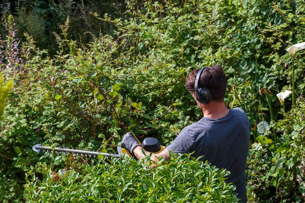 Biodiversité, amende : pourquoi ne faut-il pas tailler vos haies à partir du 16 mars