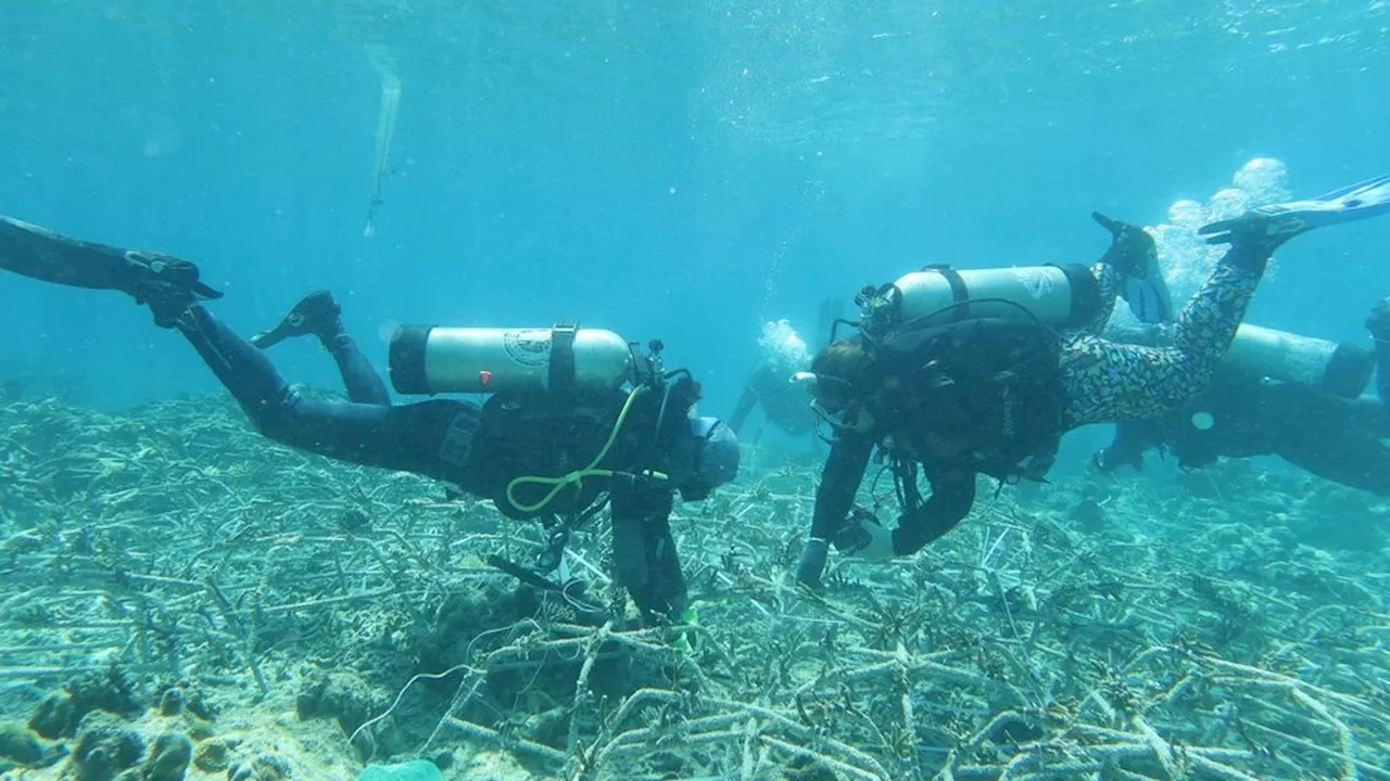 Coral Reef Ecosystem Function Can Recover Within Four Years