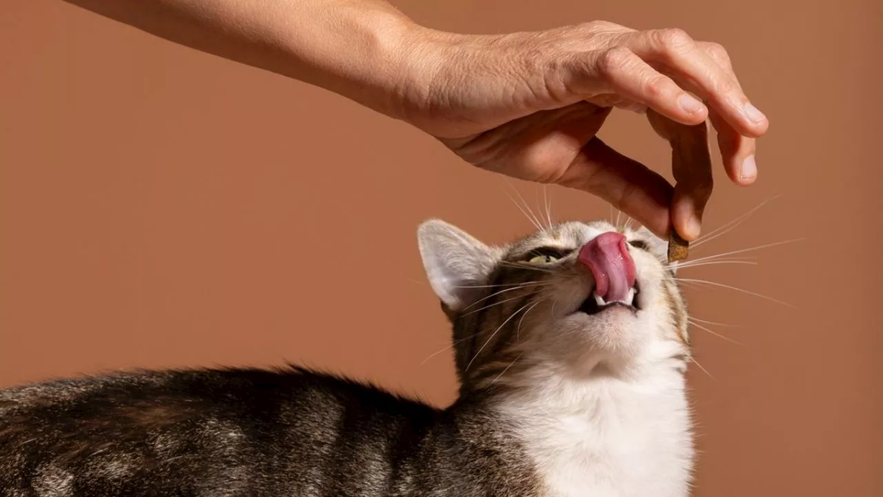 Las mejores croquetas para gato no son las Whiskas según Profeco