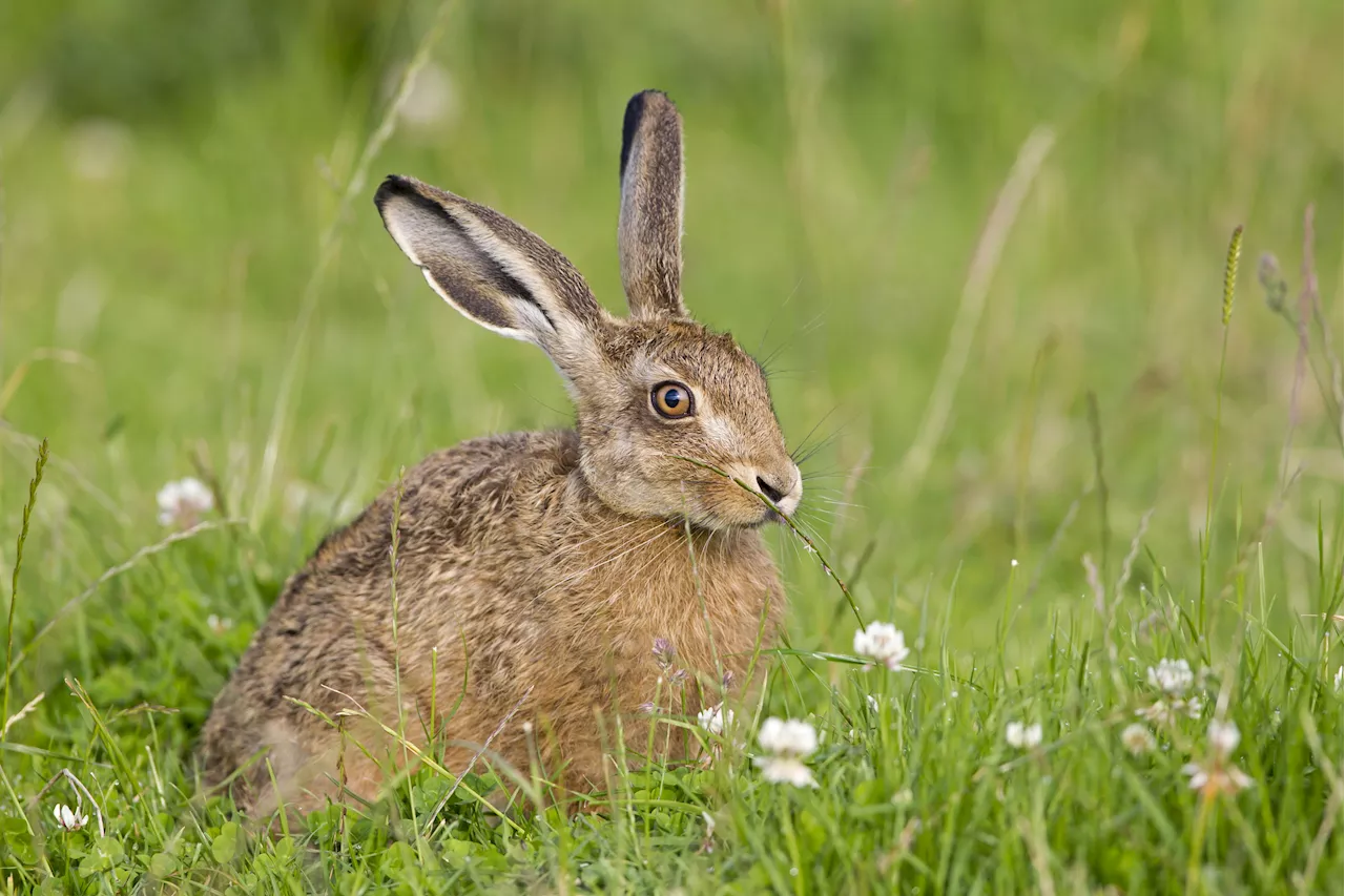 Hase aus Nachbargarten geklaut und unter Drogen gesetzt