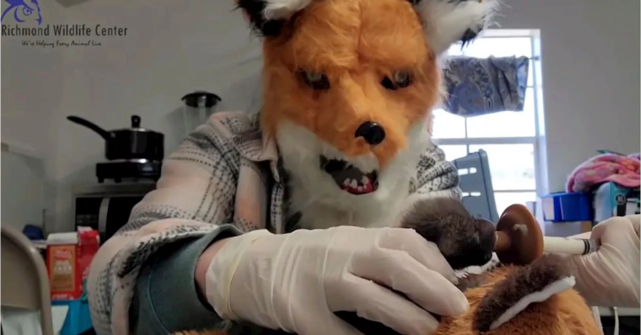 Virginia Wildlife Center Staff Wear Fox Masks While Caring For Orphaned Kit