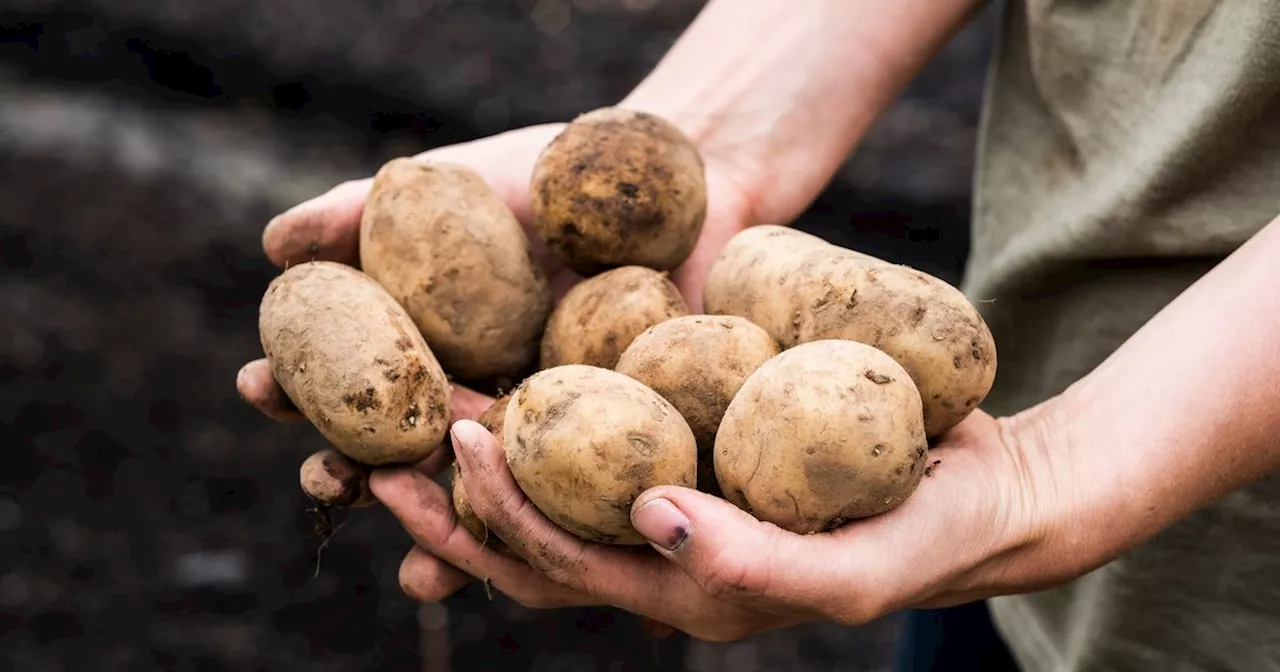 UK Gardeners Urged To Start Planting Potatoes From This Date