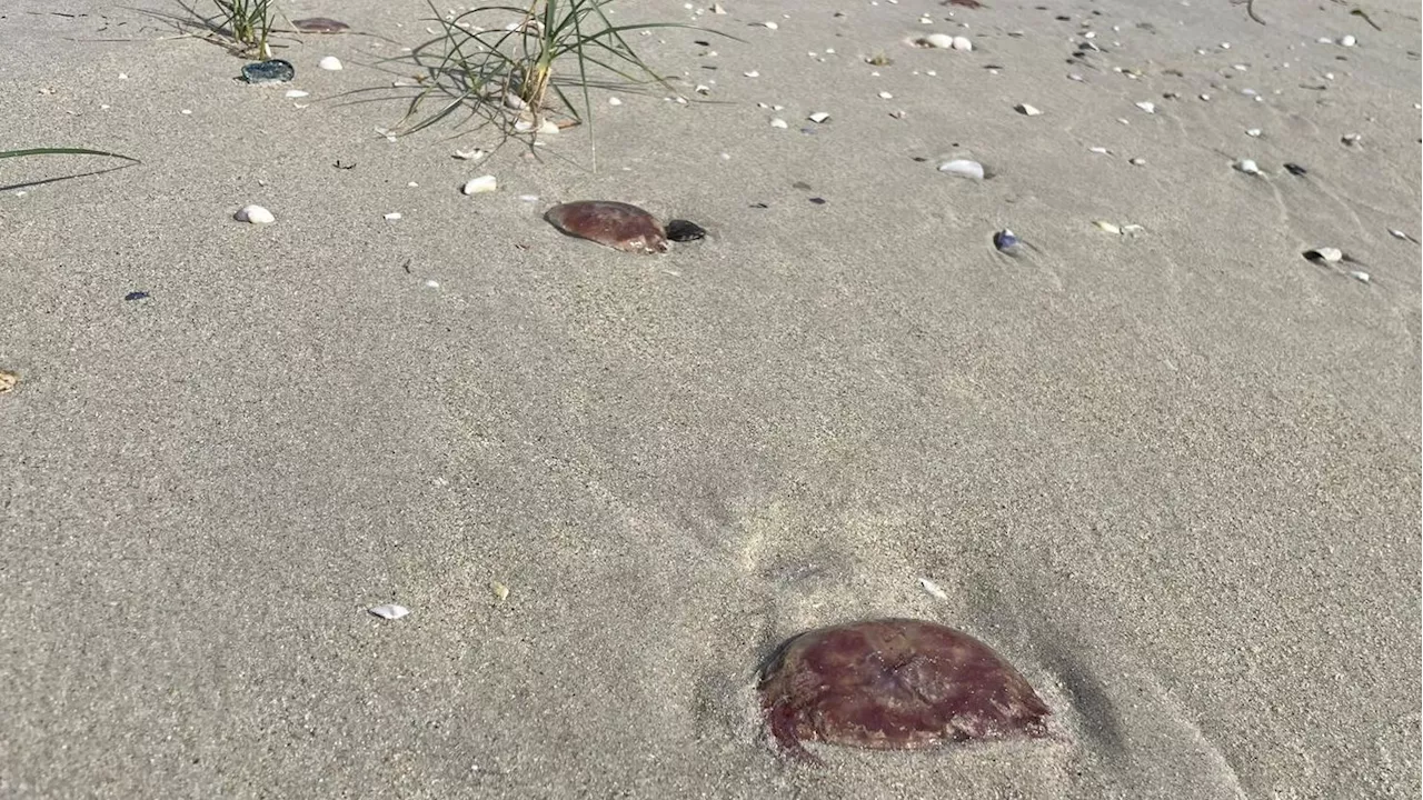 Medusas de gran tamaño sorprenden a los lugareños en playas de A Coruña